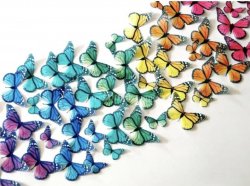 Ätbara Fjärilar - Regnbåge